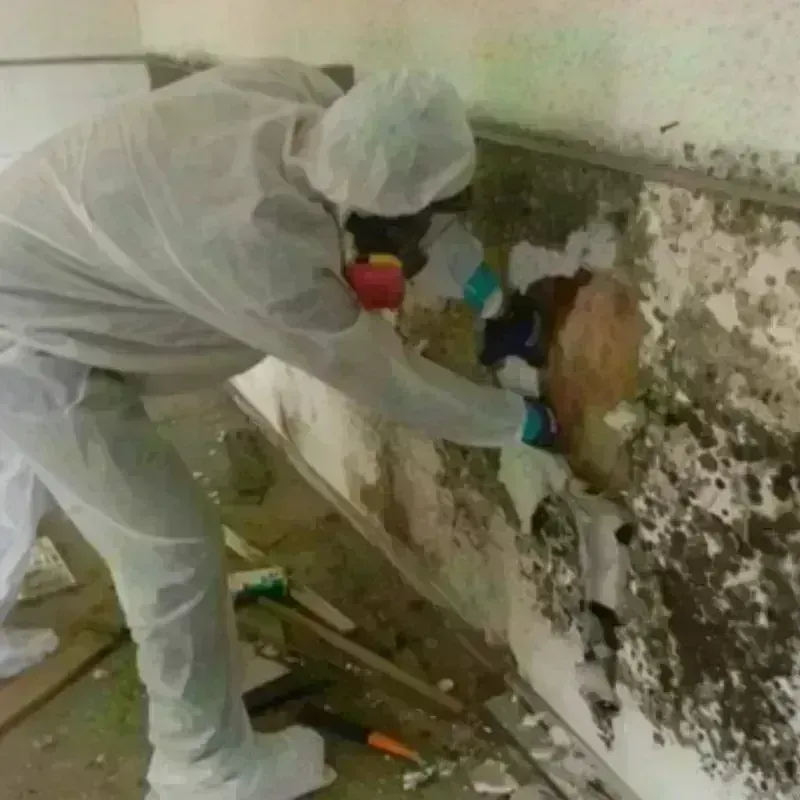 Mold Remediation and Removal in Douglas, GA